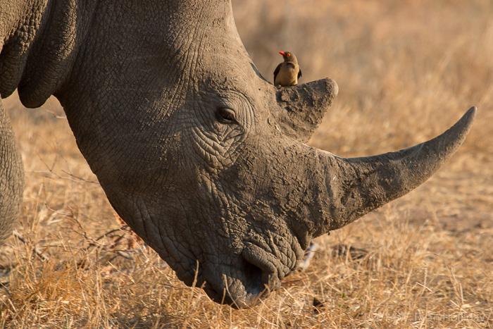 White rhinoceros in Timbavati Game Reserve