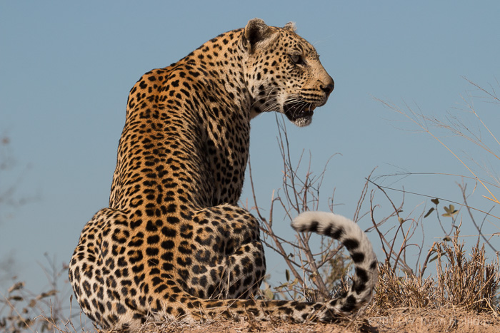Rockfig, Jr. in Timbavati Game Reserve