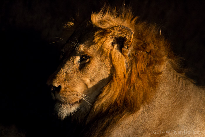 Lion in Timbavati Game Reserve