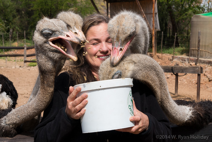 Audrey and ostriches in Oudtshoorn