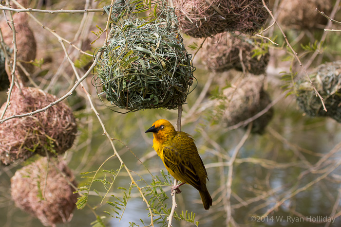 Cape weaver in Oudtshoorn
