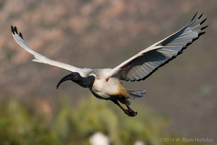 Sacred Ibis in Montagu
