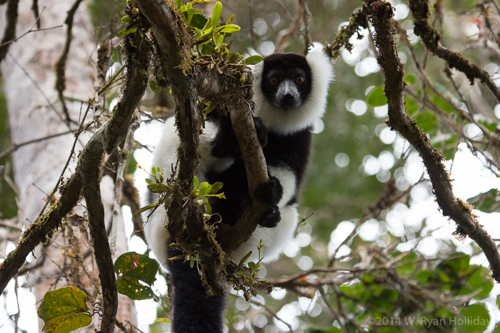 Black-and-white ruffed lemur in Mantadia National Park