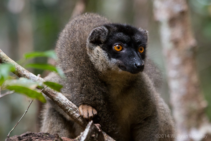 Common brown lemur in Andasibe National Park