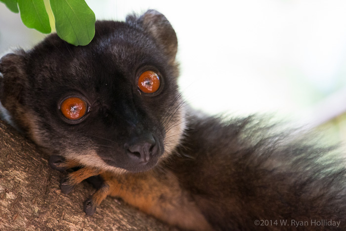 Common brown lemur in Anjajavy