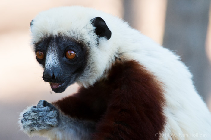Coquerel's sifaka in Anjajavy