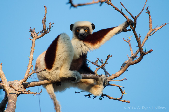 Coquerel's sifaka in Anjajavy