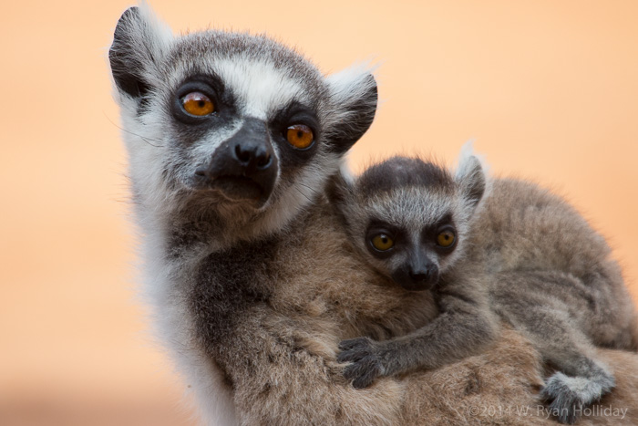Ringtail lemurs in Berenty