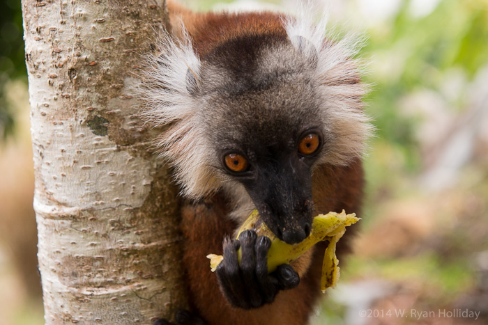 Black lemur in Nosy Komba