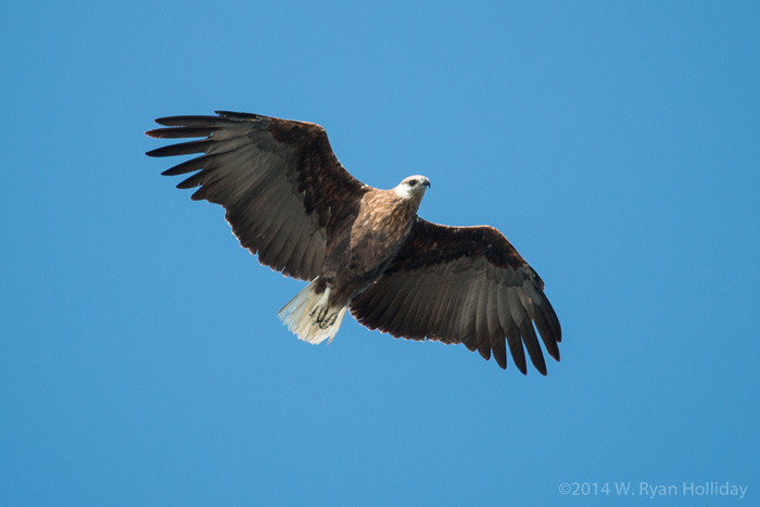 Madagascar fish eagle in Nosy Tsarabanjina