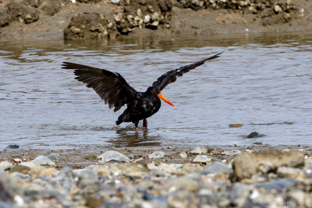 Black Oystercatcher, Coromandel Peninsula