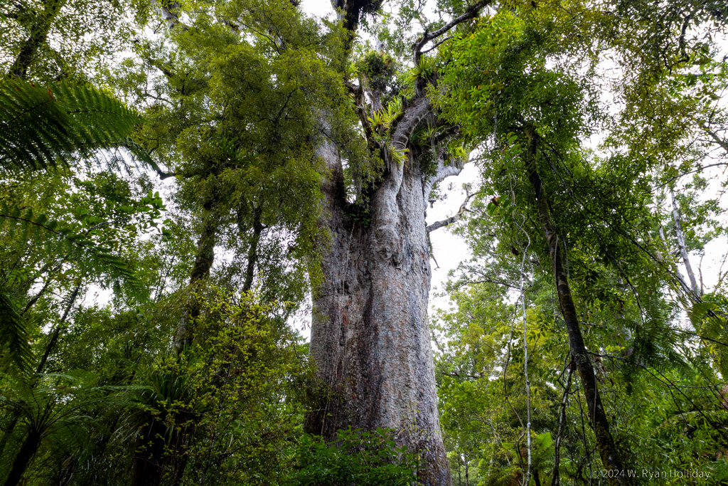Kauri Tree, Trounson Forest Park