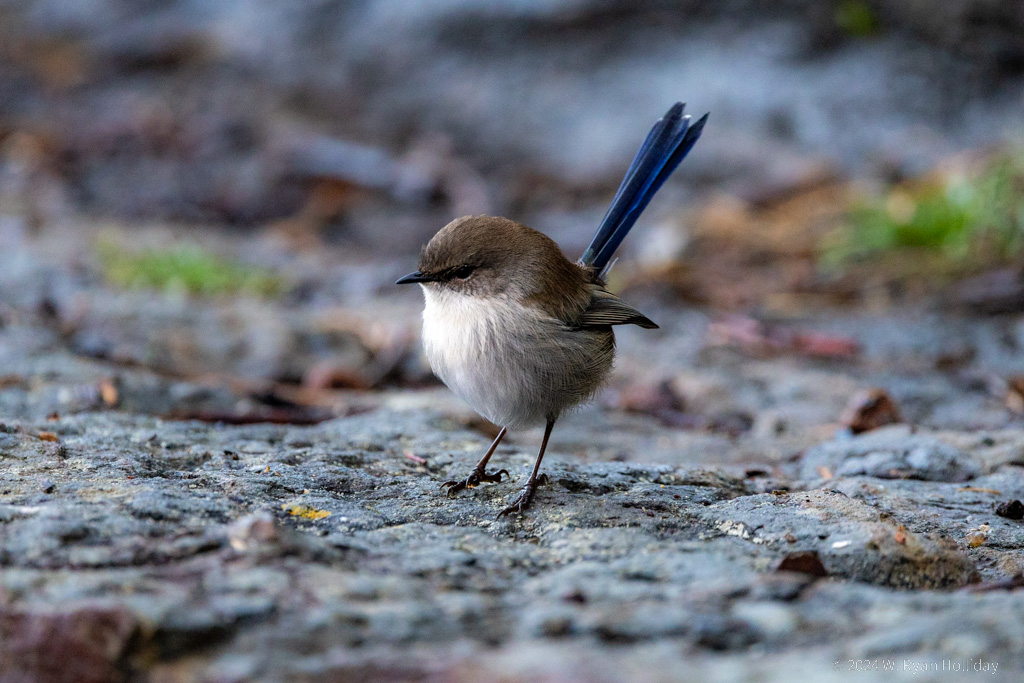 Fairywren, Tasman National Park