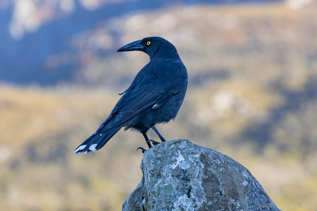 Black Currawong, Cradle Mountain National Park