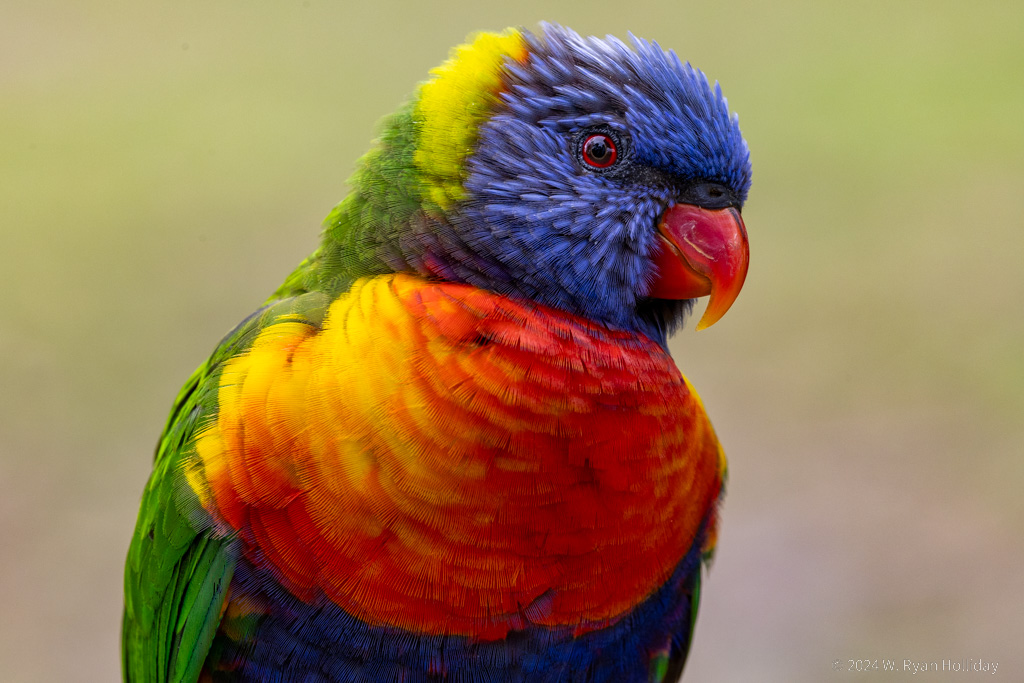 Lorikeets, New South Wales