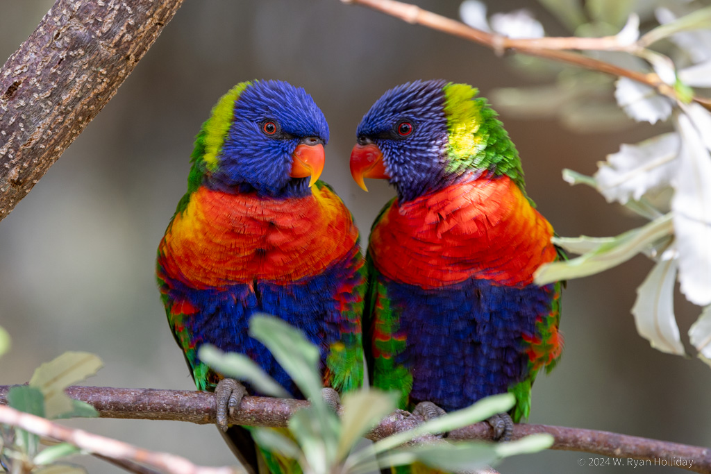 Lorikeets, New South Wales