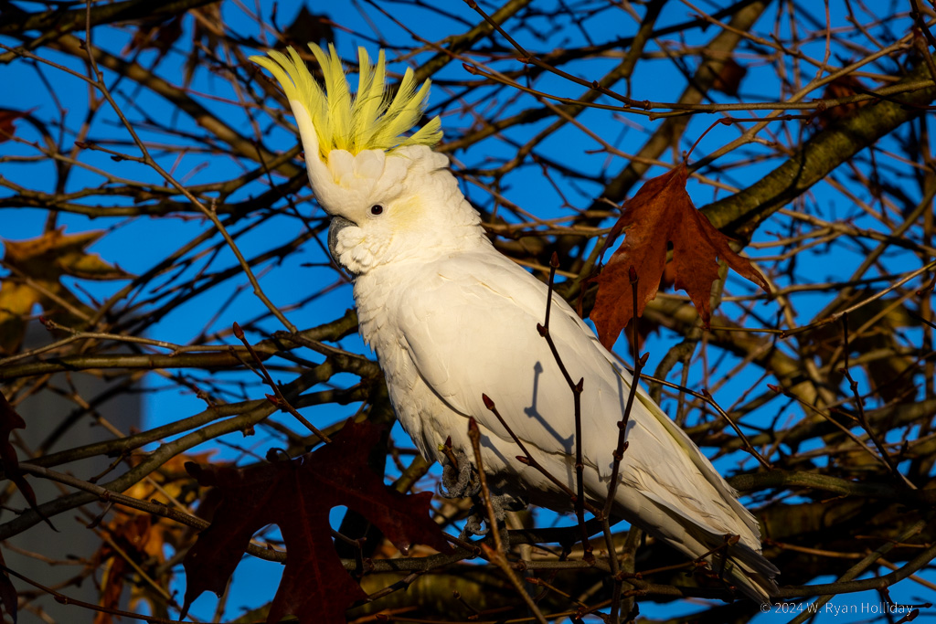 Sulphur-Crested Cockatoo, Katoomba