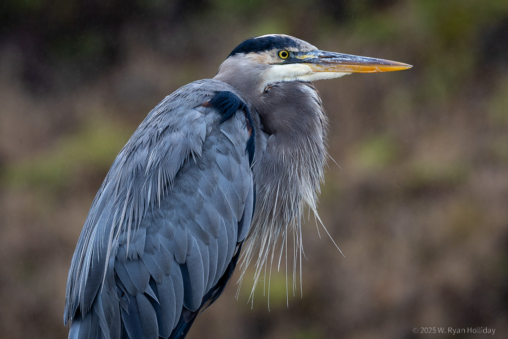 Great Blue Heron, Point Reyes