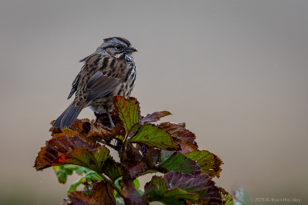 Song Sparrow, Point Reyes