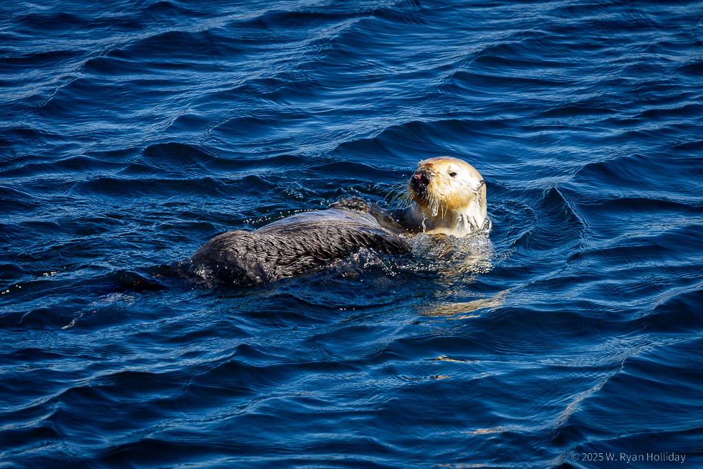 Sea Otter, Monterey Bay