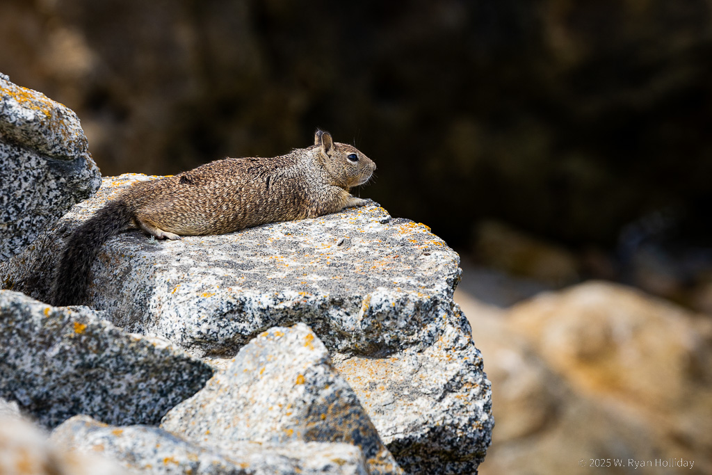 Ground Squirrel, Big Sur