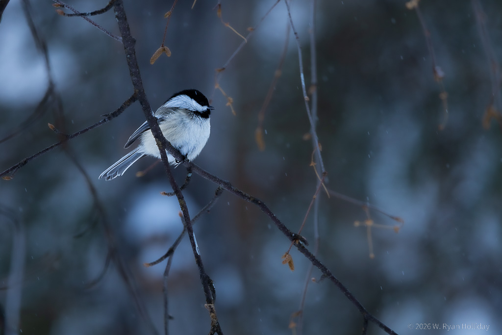 Black-Capped Chickadee
