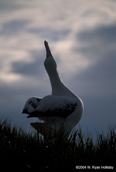 Wandering Albatross