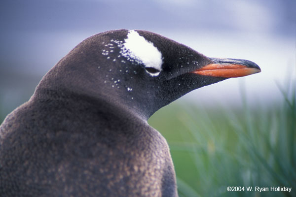 Gentoo Penguin