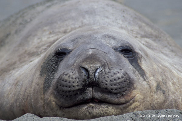 Elephant Seal