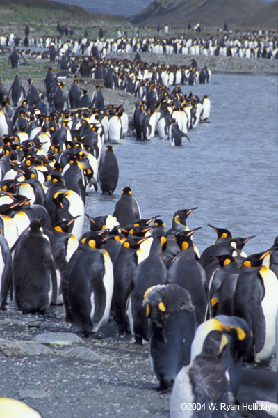 King Penguins