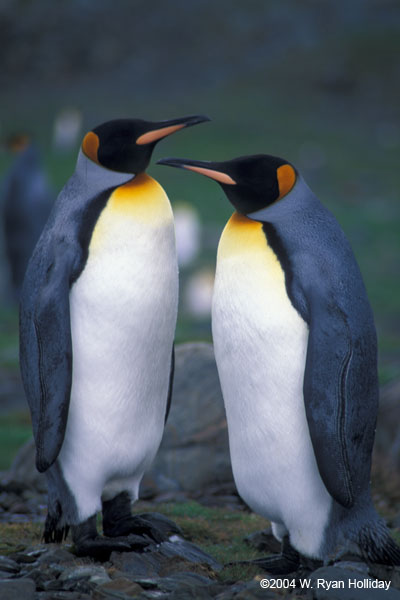 King Penguins