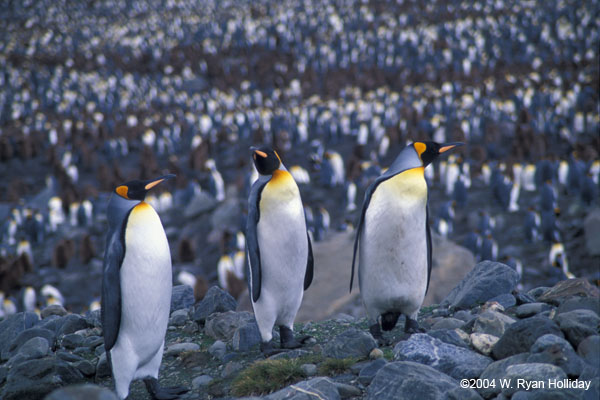 King Penguins