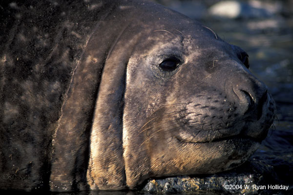 Elephant Seal