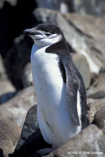 Chinstrap Penguin