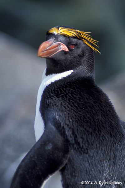 Macaroni Penguin