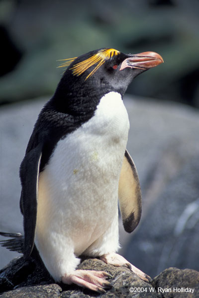 Macaroni Penguin