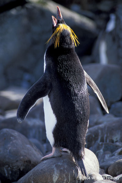 Macaroni Penguin