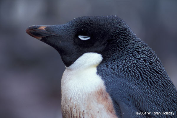 Adelie Penguin