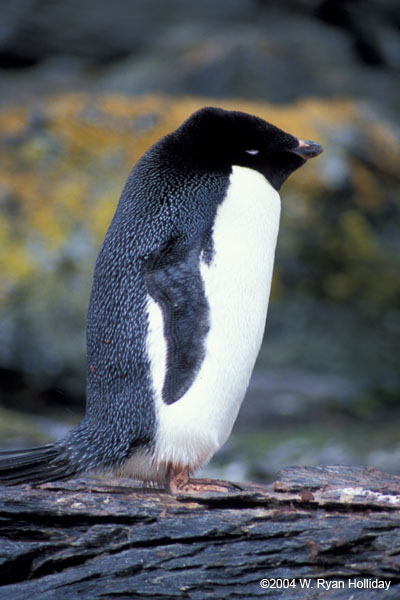 Adelie Penguin