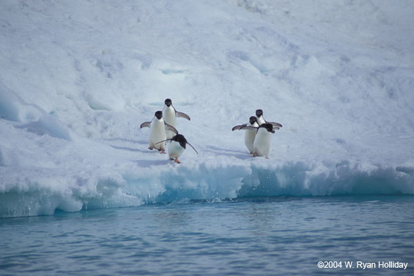 Adelie Penguins on Ice