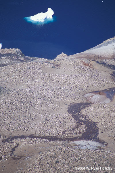 Adelie Penguin Colony