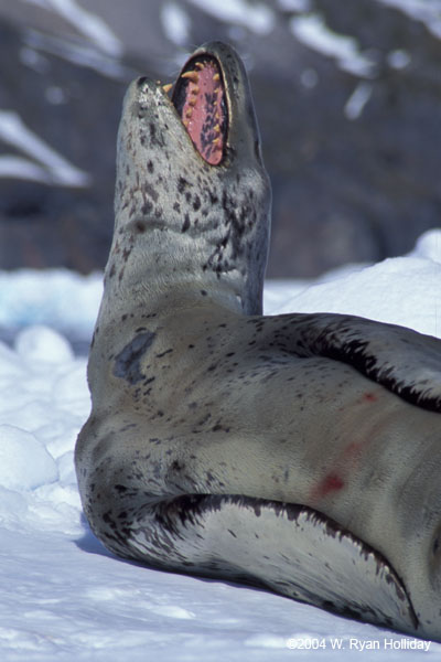 Leopard Seal