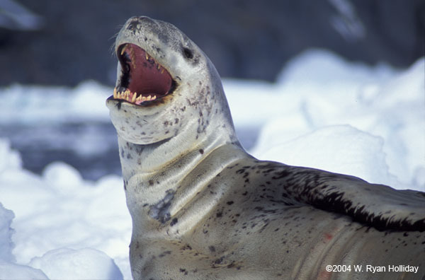 Yawning Leopard Seal