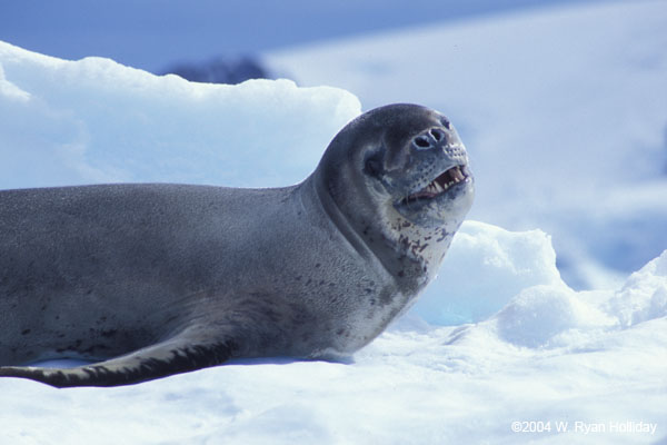 Leopard Seal