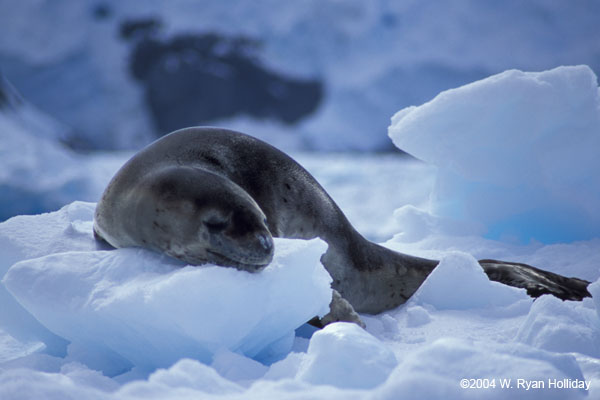 Leopard Seal