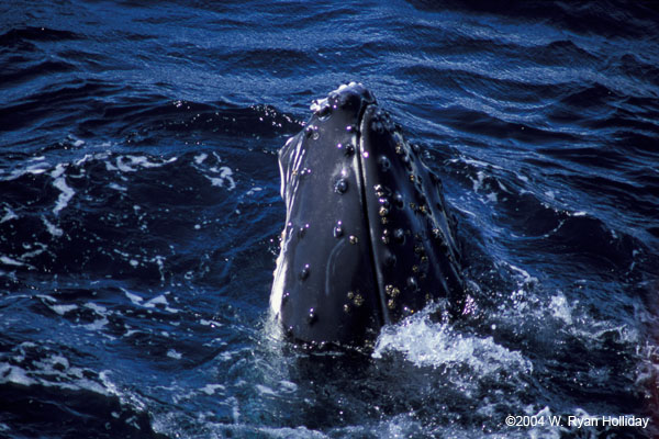 Humpback Whale