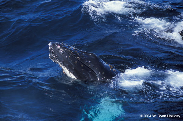 Humpback Whale