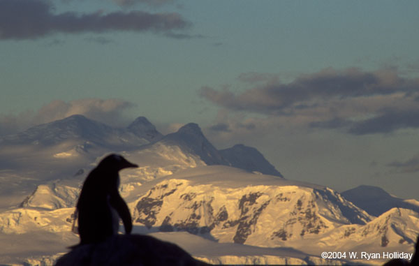 Gentoo Penguin at Sunset