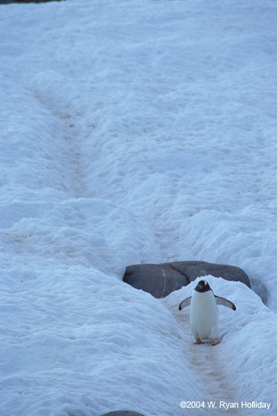 Gentoo Penguin