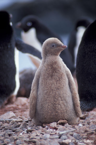 Leukistic Adelie Penguin Chick